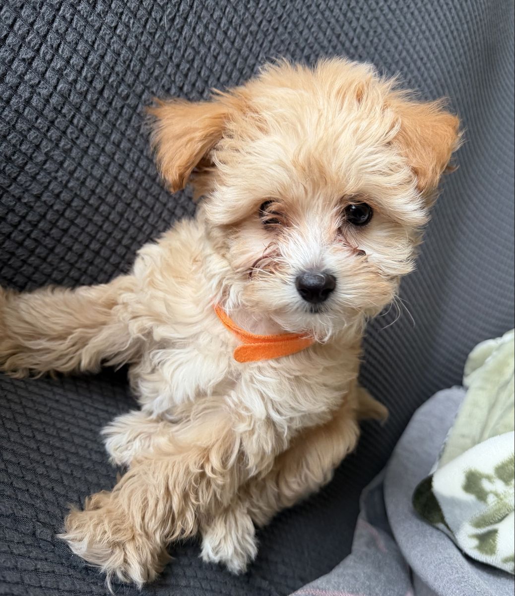 Morkie Doodle puppy (Maltese Yorkie poodle)