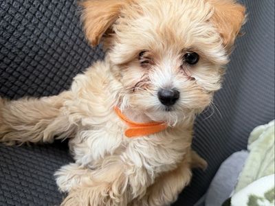 Morkie Doodle puppy (Maltese Yorkie poodle)