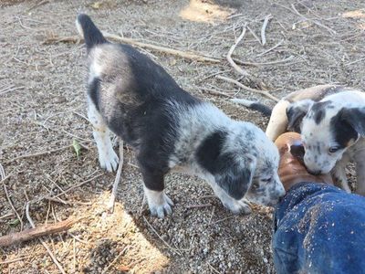 Perfect Mini Aussie Mix Puppies. Aussie, Border Collie, Blue Heeler. $349. 2nd & 3rd Vaccines Included. Happy To Deliver.