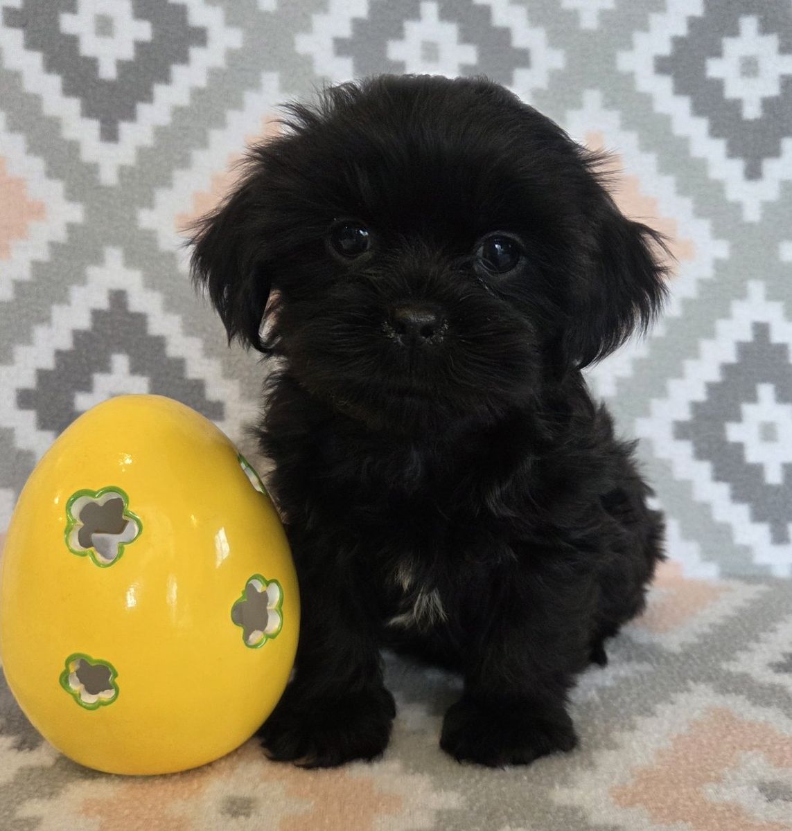 Super Cute Shorkie Puppies