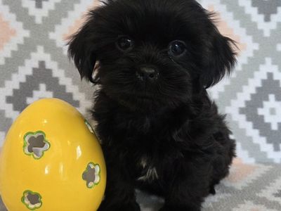 Super Cute Shorkie Puppies