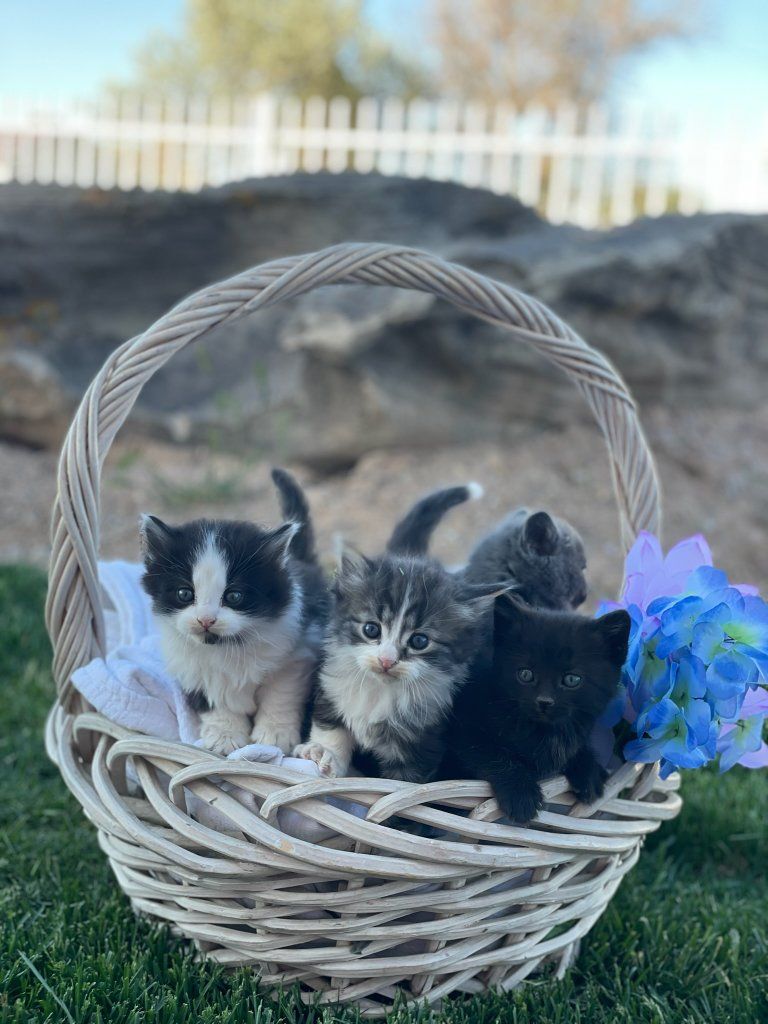 CUTEST KITTENS EVER