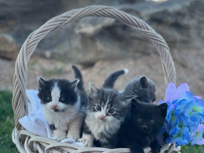 CUTEST KITTENS EVER