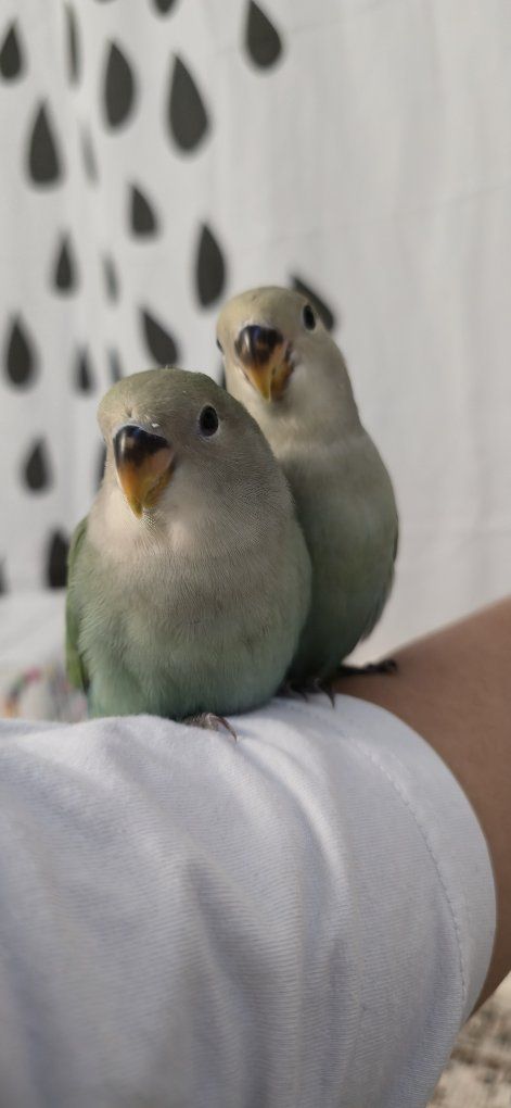 Baby Lovebirds