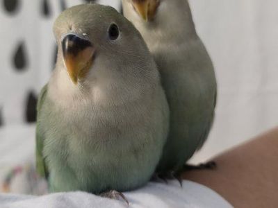 Baby Lovebird