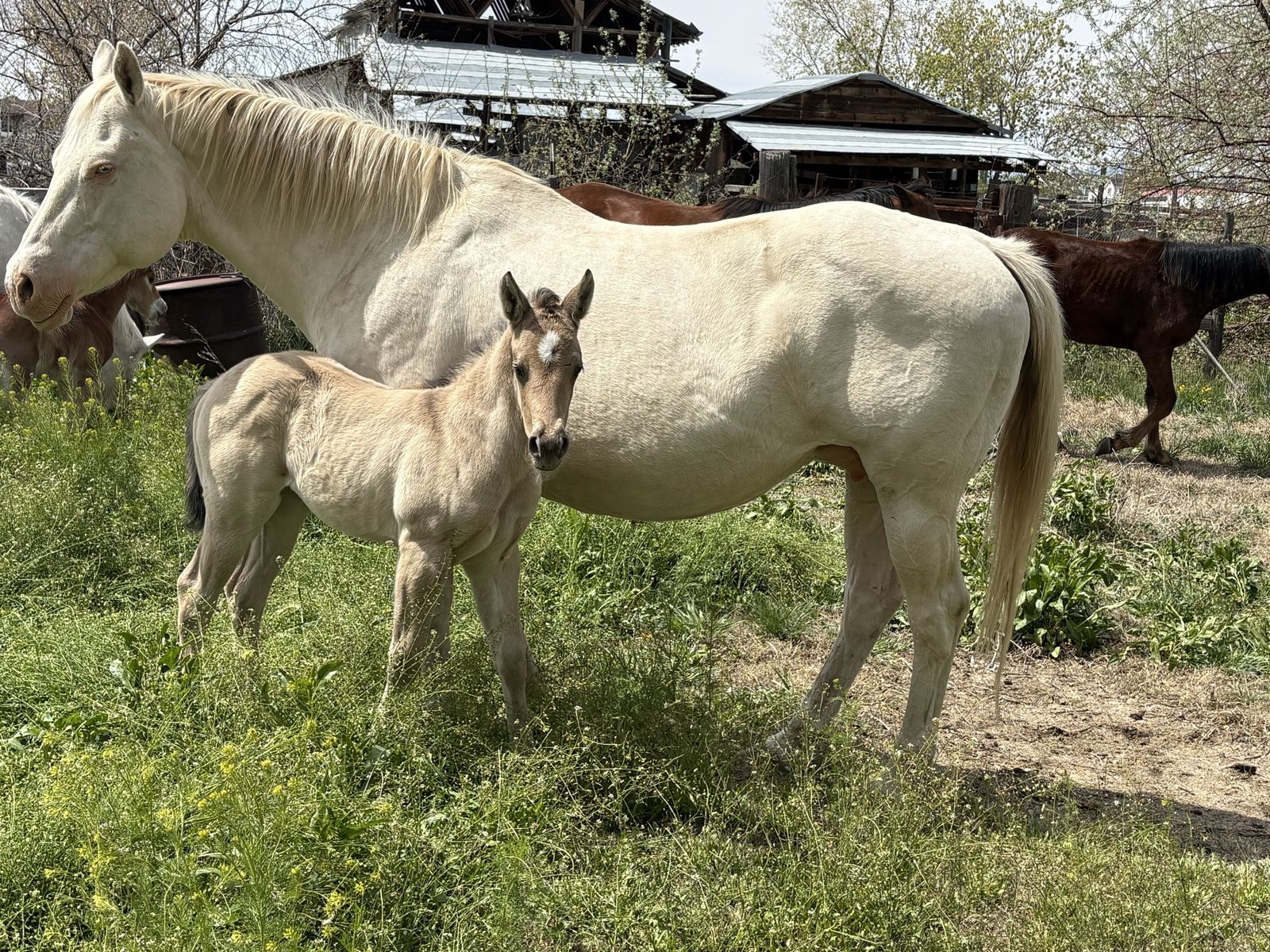 2026 Buckskin Filly