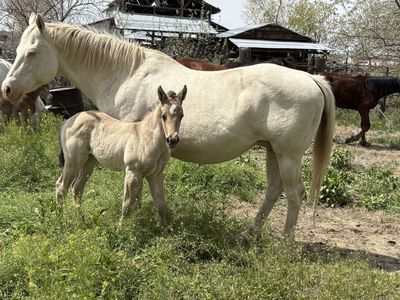 2026 Buckskin Filly