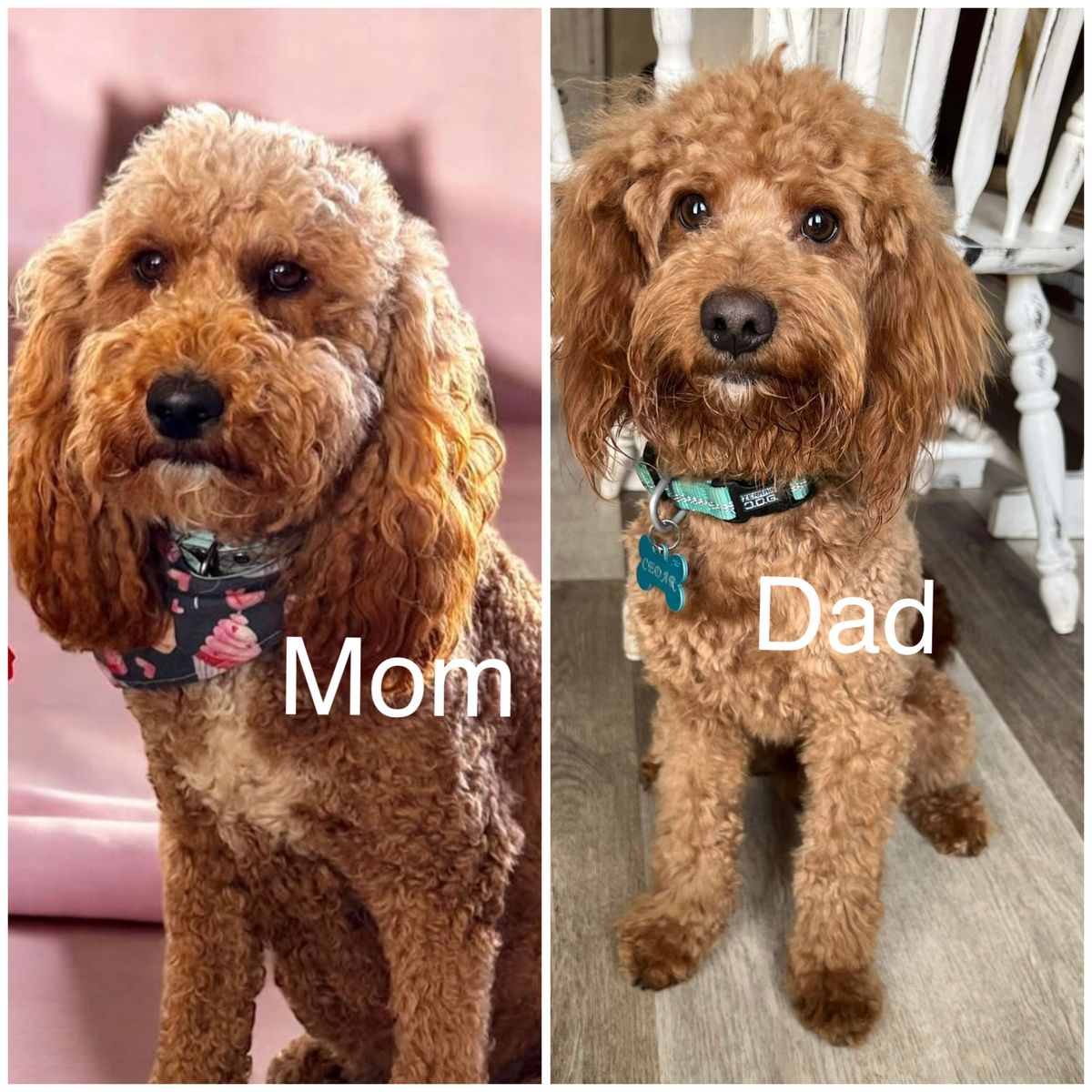 8 wks old - Multigen Mini Goldendoodles