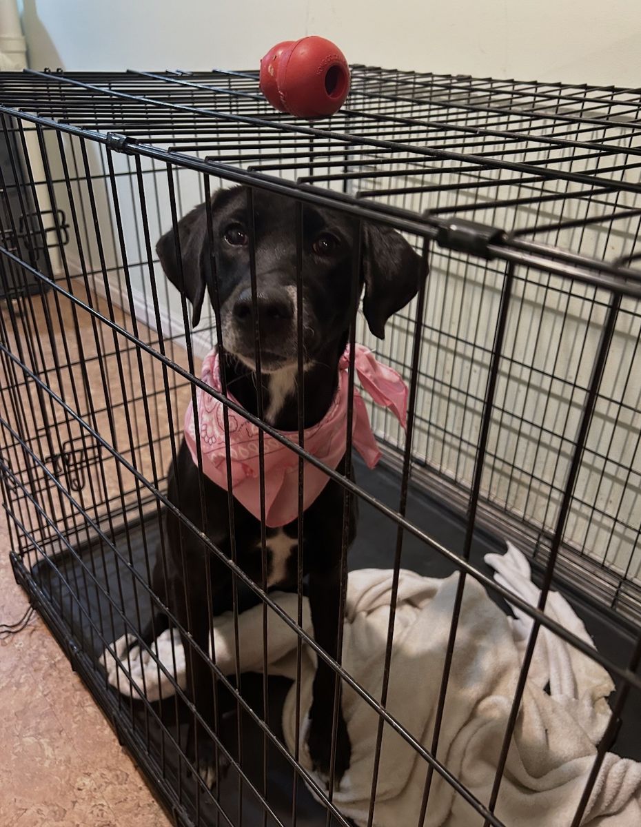 Indie - Black Lab / Australian Shephard Mix