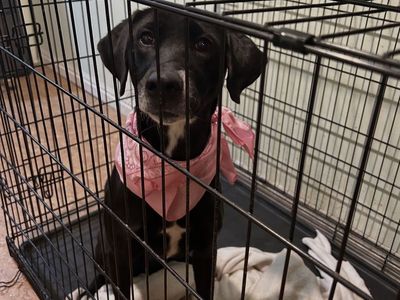 Indie - Black Lab / Australian Shephard Mix
