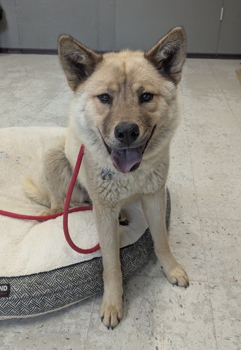 A161124 Miss Pancakes is Available for Adoption!