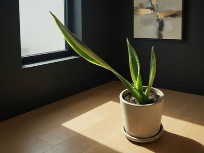 Live Snake Plant In A Pot