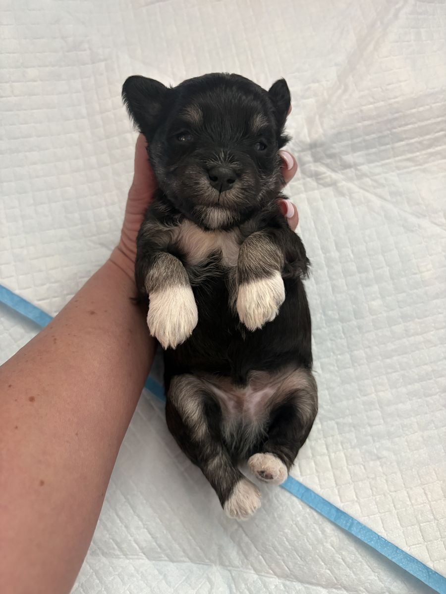 AKC Mini Schnauzer Puppies – Family Raised & Exceptional Temperament