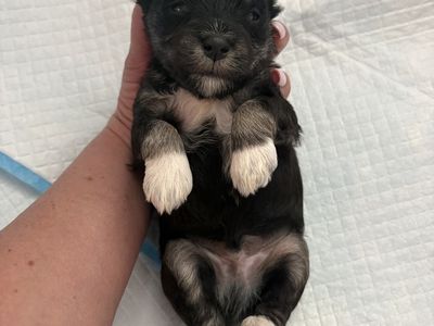 AKC Mini Schnauzer Puppies – Family Raised & Exceptional Temperament