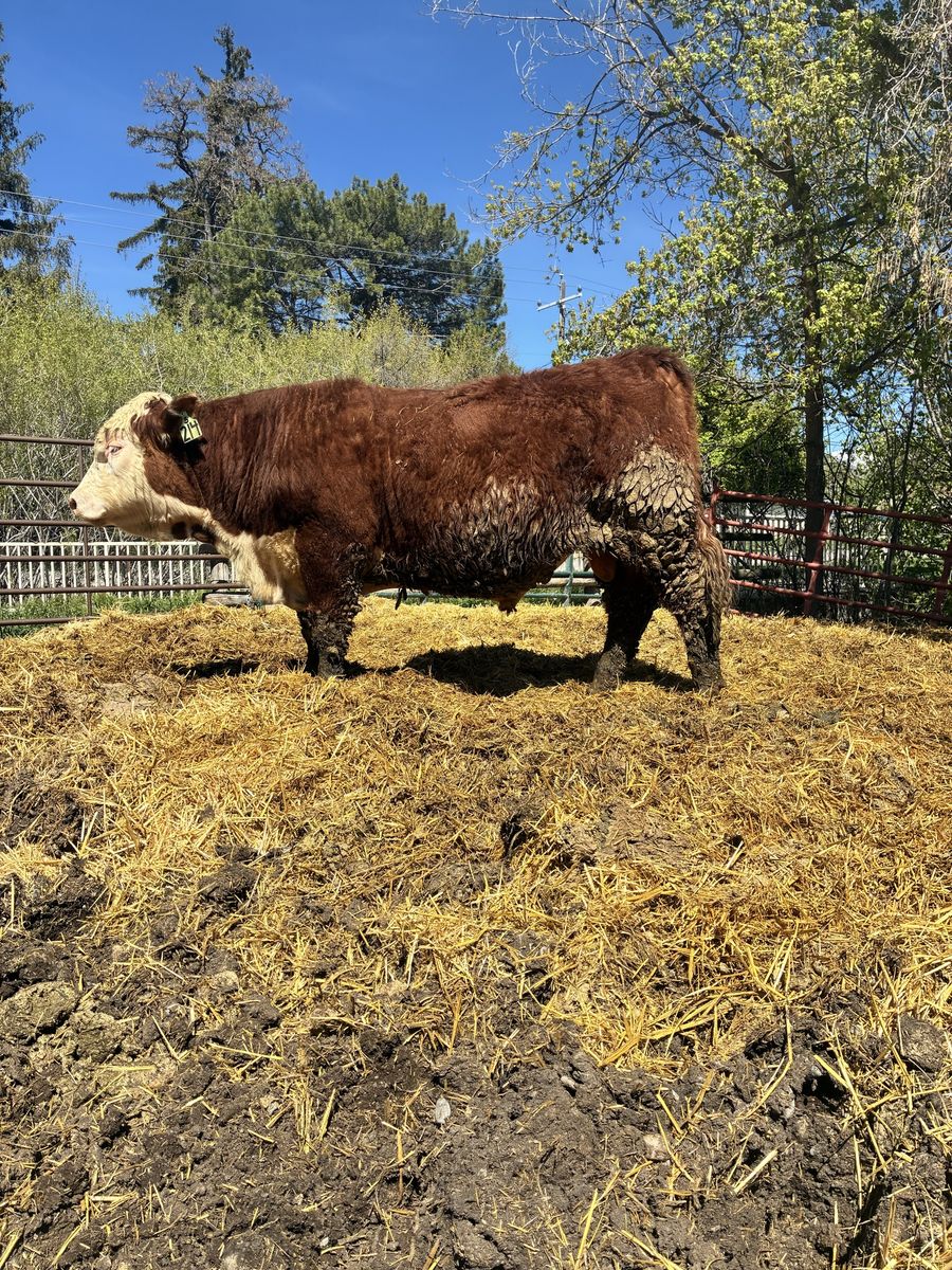 AI SIRED YEARLING POLLED HEREFORD BULL ID 214