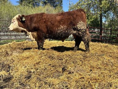 AI SIRED YEARLING POLLED HEREFORD BULL ID 214