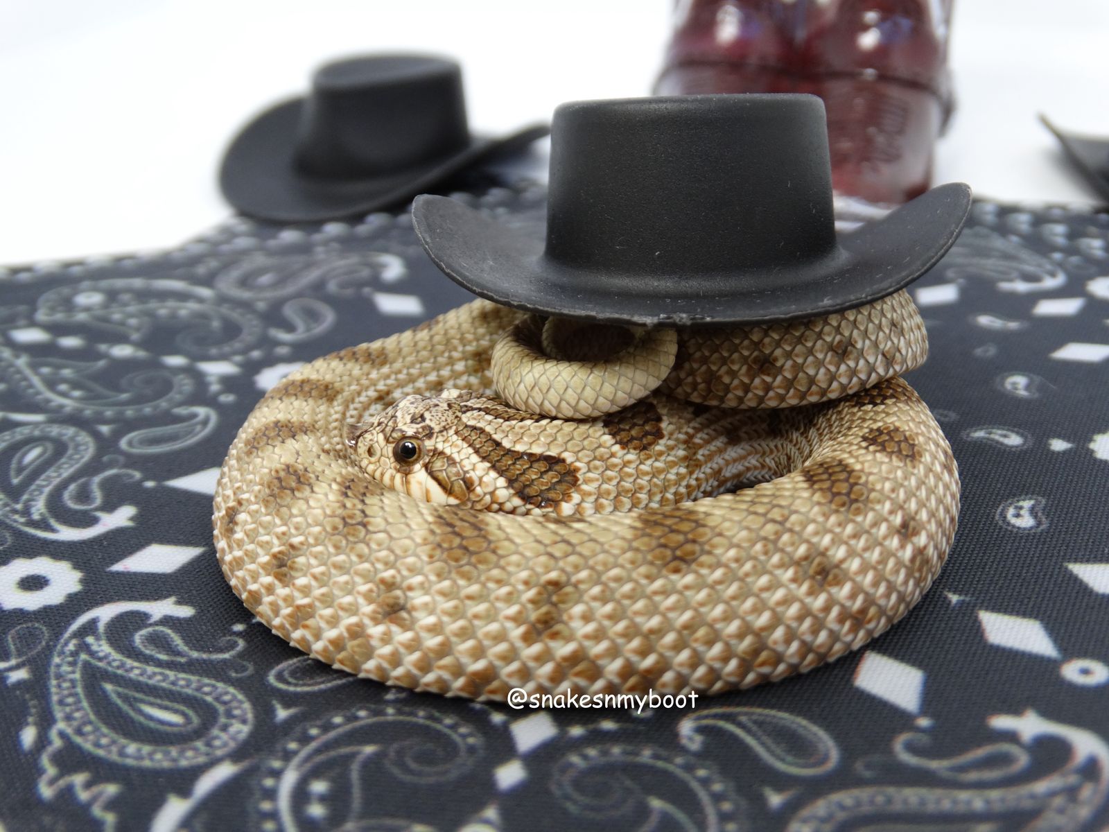 SALE! Hognose Male Arctic Anaconda het Stormclouds