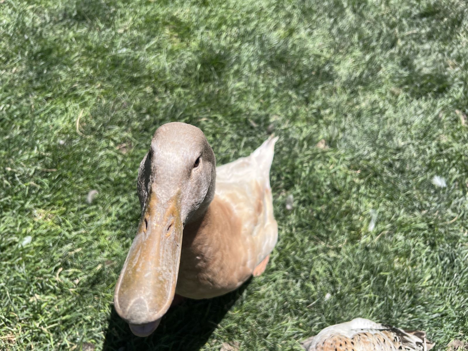 Rent a Petting Duck for Kids or Party