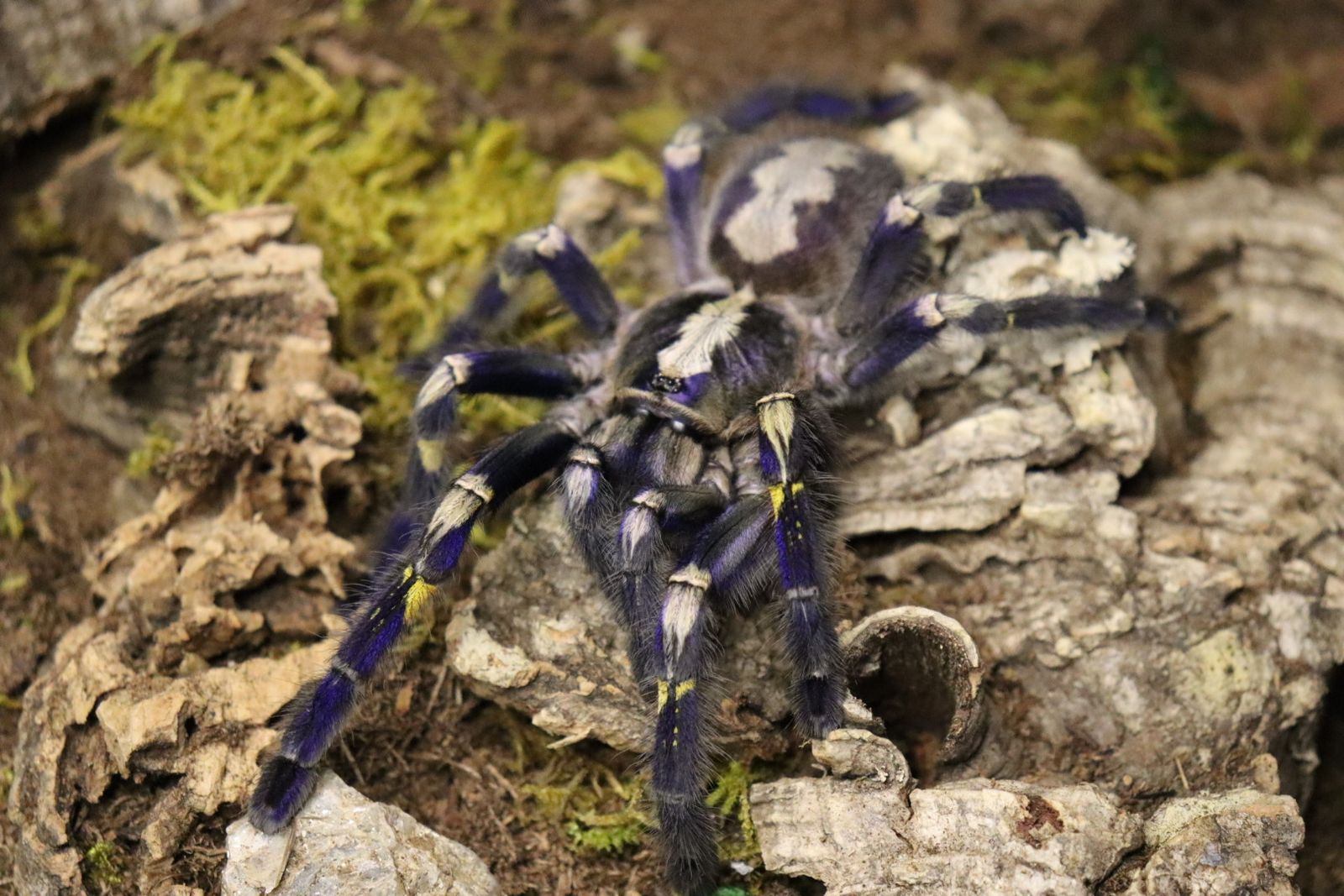 Tarantulas UPDATED 3/25/26 Males, Females, Slings…