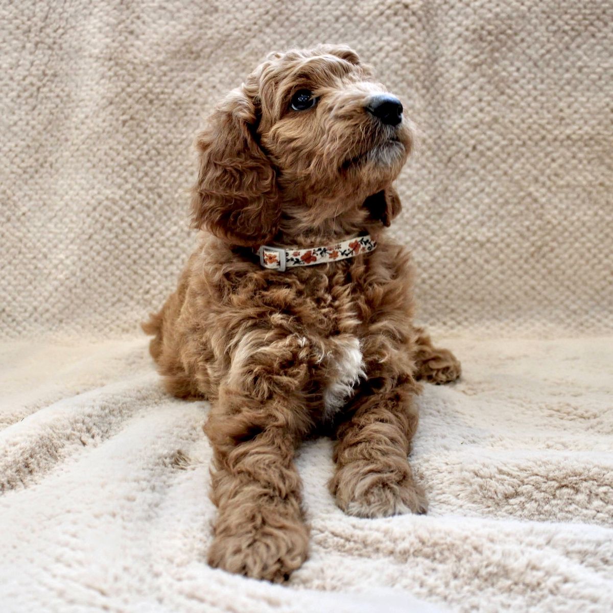 Mountainside Goldendoodle F1b Puppies - Medium Size, Dark Red, Ethical Breeder