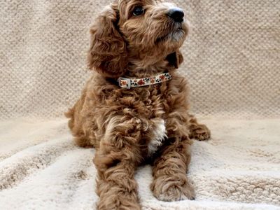 Mountainside Goldendoodle F1b Puppies - Medium Size, Dark Red, Ethical Breeder