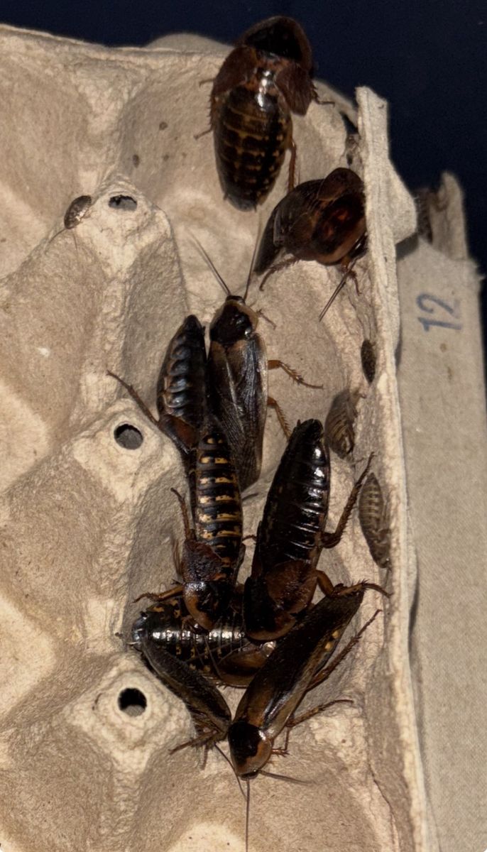 Dubia Roaches