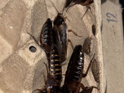 Dubia Roaches
