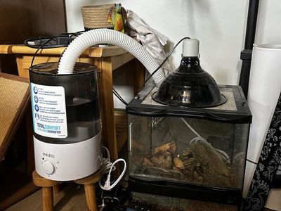 Juvenile Clown Ball Python ‘Walnut’ with Cage, Hides, Lamp, Auto Humidifier & Water Dish