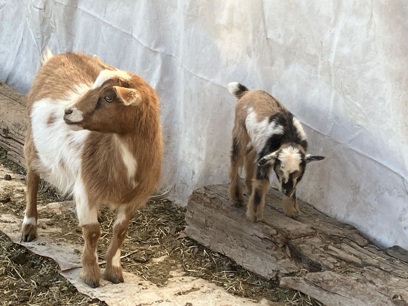 Nigerian dwarf mother and son