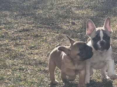 French Bulldog Puppies
