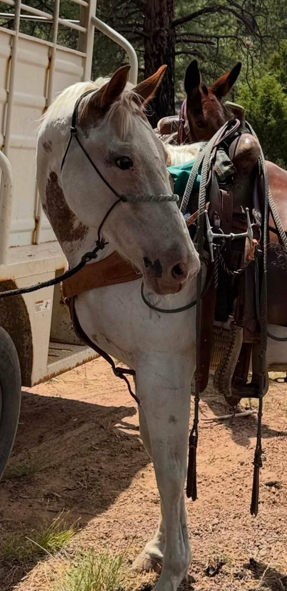 9 YR PAINT MARE LEAD LINE GREAT AND BROKE TO RIDE