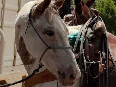 9 YR PAINT MARE LEAD LINE GREAT AND BROKE TO RIDE