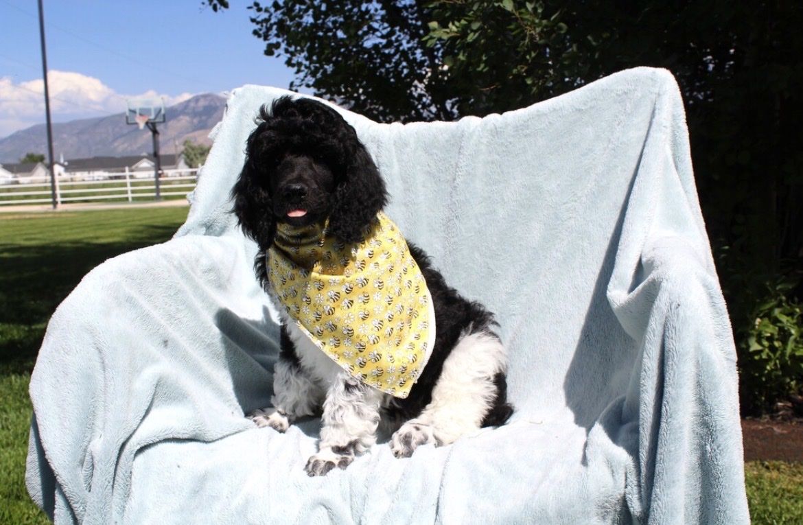 AKC Purebred Standard Parti Poodle Puppies