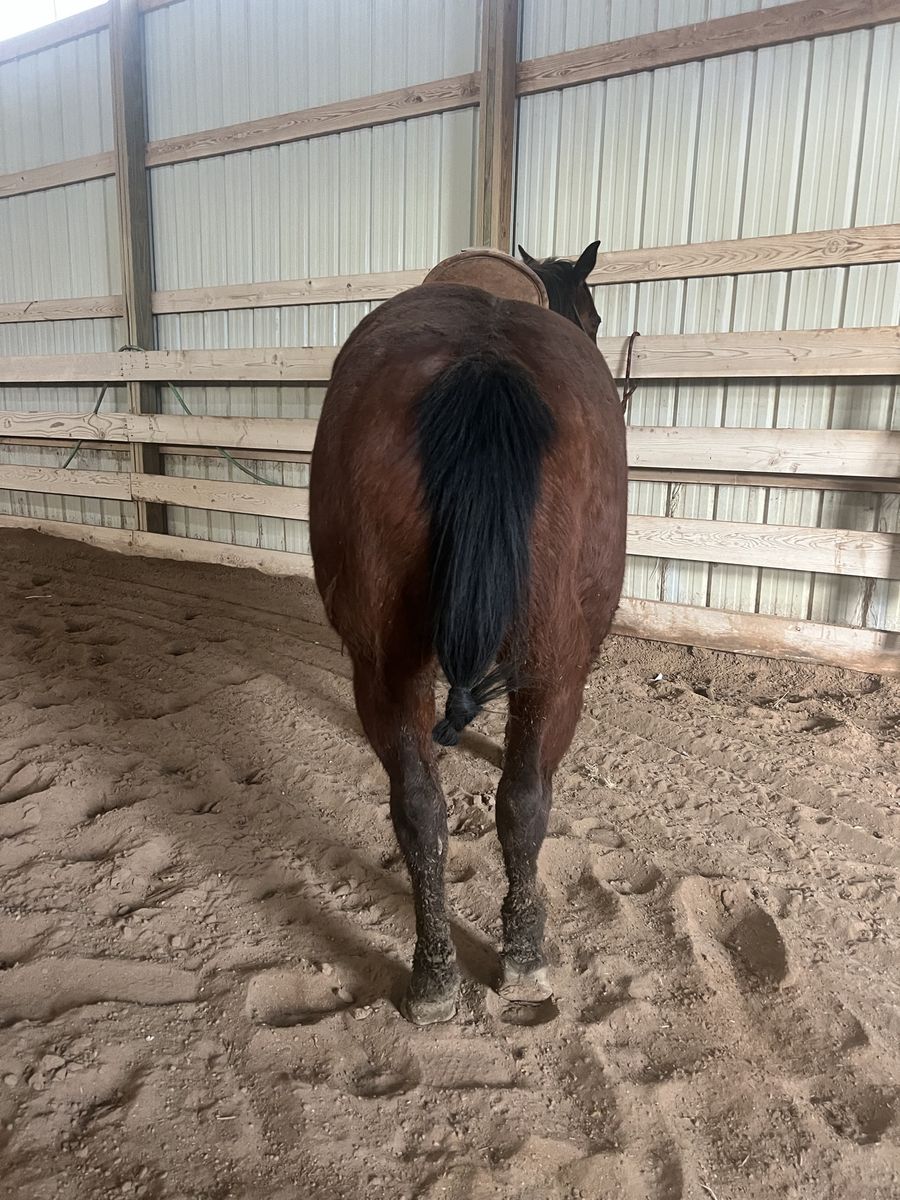 11 year old mare