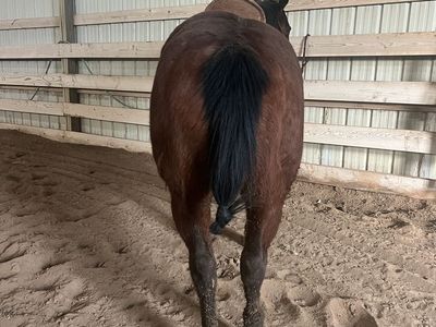 11 year old mare