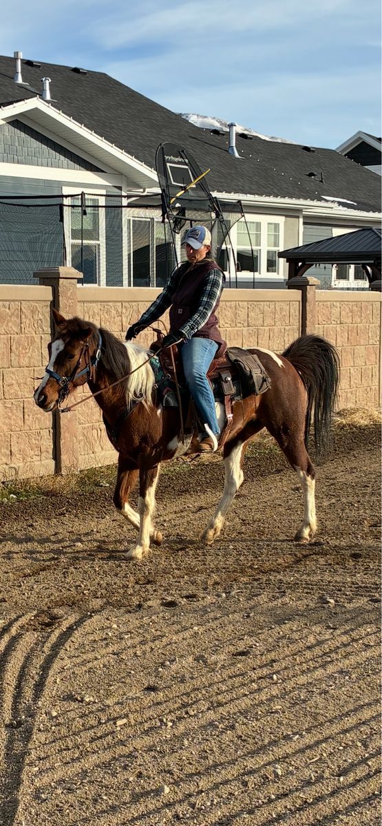 Ten year old quarter horse/fox trotter mare