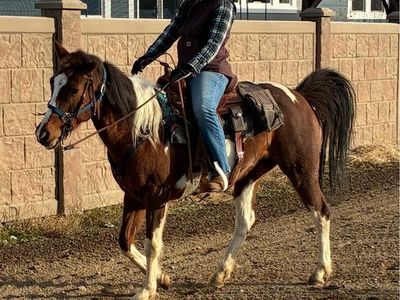Ten year old quarter horse/fox trotter mare