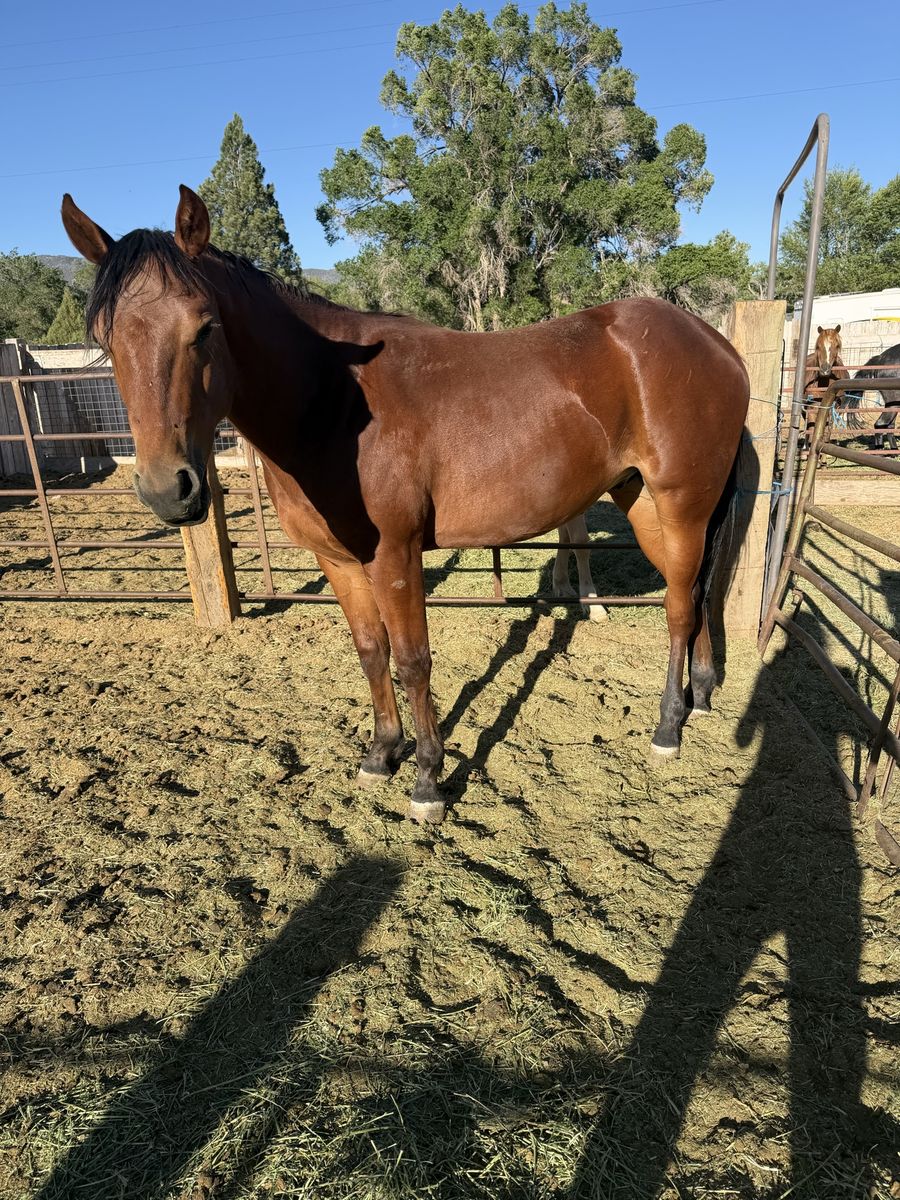 Two year old gelding