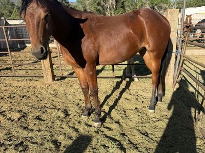 Two year old gelding