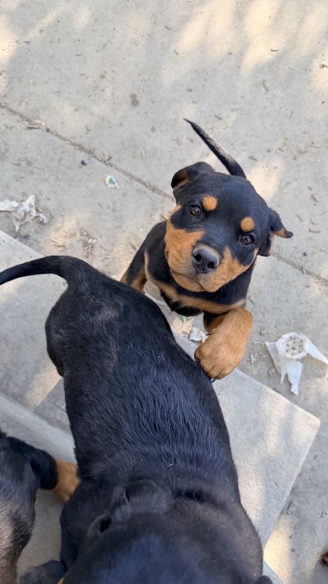 Adorable AKC Rottweiler Puppies Looking for Loving Homes