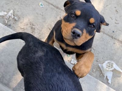 Adorable AKC Rottweiler Puppies Looking for Loving Homes
