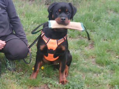 #1 Rated AKC German Rottweiler Puppies