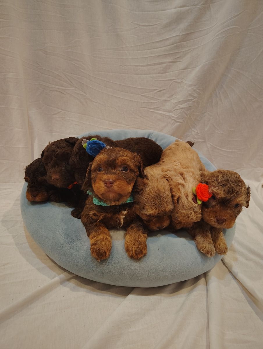 Darling Toy Poodle Puppies-Can Deliver to UT Cnty