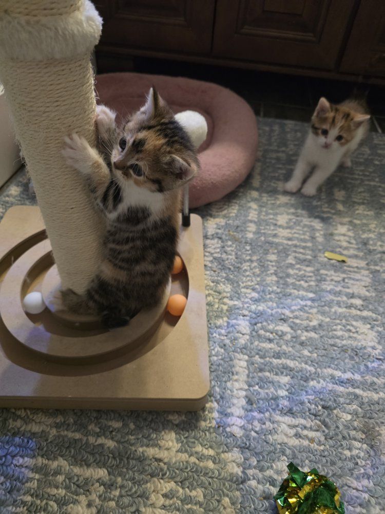 Persian/Bengal kittens!
