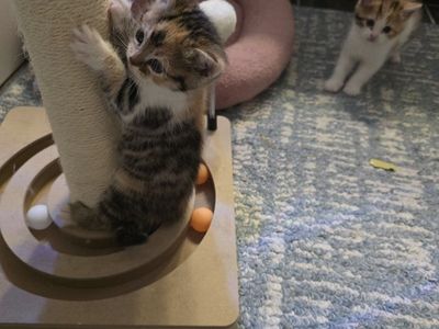Persian/Bengal kittens!