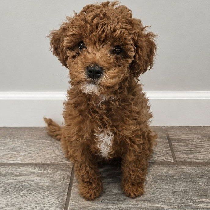 Toy double doodle puppy
Price drop!
