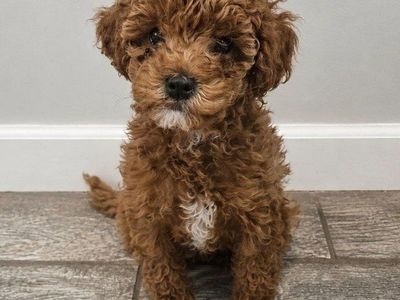 Toy double doodle puppy
Price drop!