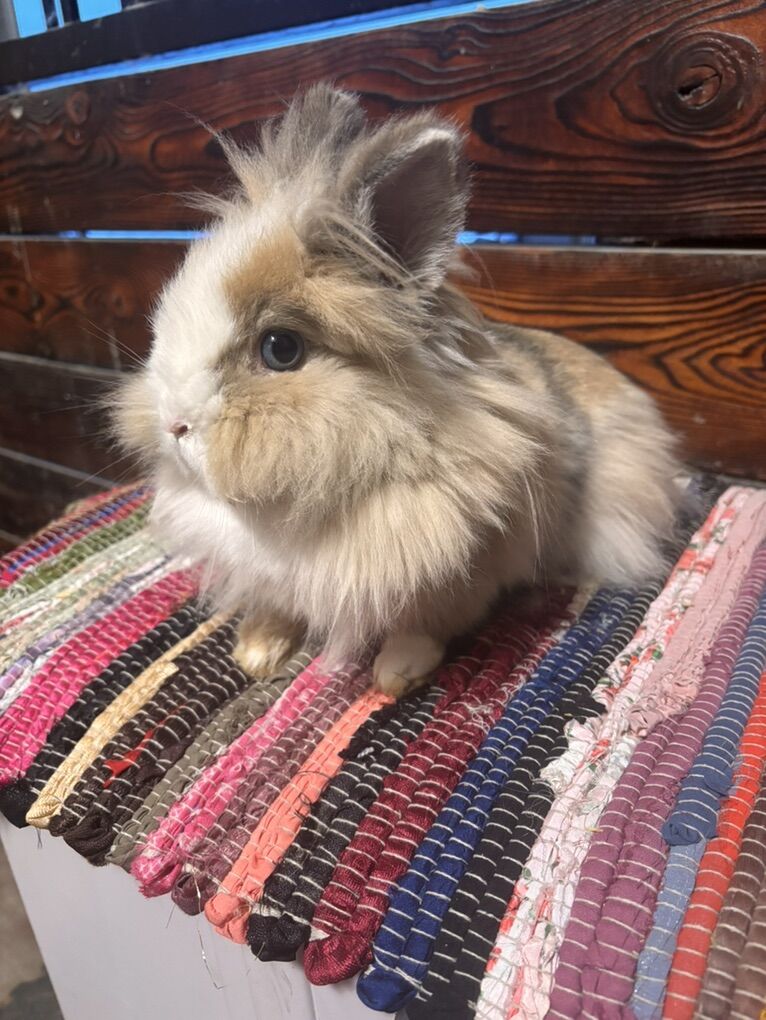 Lionhead Dandy Doe