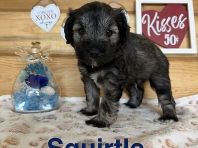 Purbred Mini Schnauzer Puppies