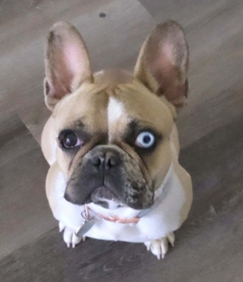 French Bulldog Frenchie Female